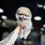 Veteriner Kontrolü Yapılmış Pomeranian Boo