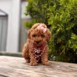 Sevimli Kore Orjinal Toy Poodle
