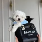 Kar Tanesi Bebeğim Olaf