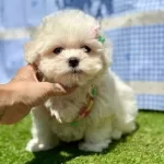 Kar Beyaz Maltese Mini Yavrular