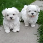 Acil Yuva Araniyo Maltes Terrier