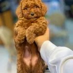 Orjinal Toy Poodle 3 Aylık Yavru