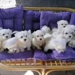 Kar Beyaz Sevimli Maltese Terrier Yavruları