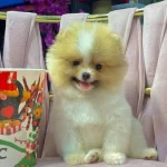 3 Aylık Dişi Pomeranian  Boo Acil Satılık 25000