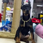 Üst Düzey Doberman Yavruları