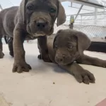 Cane Corso Yavruları