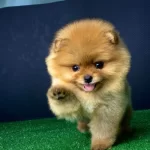 Oyuncu Ayıcık Surat Maylo