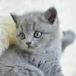 Muhteşem Güzellikte Gri British Shorthair Yavrumuz