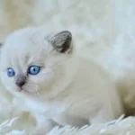 Muhteşem Blue Point British Shorthair Yavrumuz