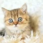 Koca Gözlü Ny24 British Shorthair