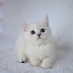 Okyanus Gözlü Silver Point British Shorthair Yavrumuz