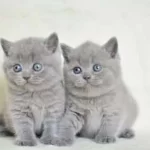 Küt Kafa Gri British Shorthair