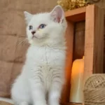 Pamuğumuz Mavi Göz Ns1133 British Shorthair