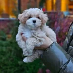 Aşılı Ve Tuvalet Eğitimli Maltese Terrier Yavruları