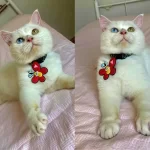 Sağlıklı Ücretsiz Van Kedisi Sahiplendirme