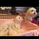 2 Aylık Aşılı Maltese Terrier Yavruları