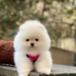 Veteriner Teknikerden Pofuduk Ayıcıklar