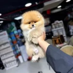 Orjinal Irk Redbrown Toy Poodle