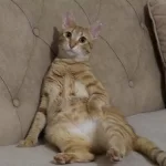 Güneş Için Kalıcı Yuva Arıyoruz