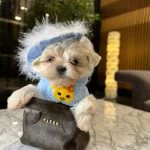 Kar Beyazı Maltese Bebeklerimiz