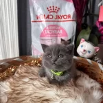 Ucretli Sahiplendirme Dünya Tatlısı British Shorthair