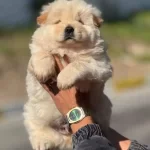 Chow Chow Yavruları Çin Aslanı