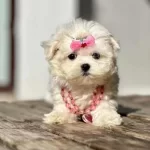 Tatlı Ve Güzel Kızım Bella