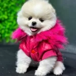 Sevimli Boo Surat Yavrumuz