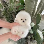 72 Günlük Toy Poodlemi Sahiplendiriyorum