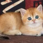 Show Güzellikte Lynx British Longhair