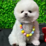 Micro Boy Pomerian Boo Orijinal