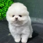Koreden Getirilen Orijinal Pomeranian Boo Ayı Surat