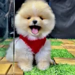Altın Gibi Güzel Pomeranian Boo  Ayı Surat Büyümeyen