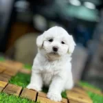 Karbeyaz Güzel Yavrularımız