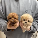 Cep Boy Poodle Bebekler