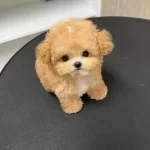 Teddy Face Poodle A Class Pedigree