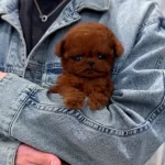 A Class Toy Poodle Teacup Puppy