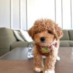 Xs Maltipoo Erkek Yavrumuz Poodle Kalitesinde