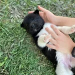 Kif Secereli̇ Ameri̇kan Aki̇ta Yavrular