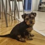 Yorkshire Yavrularımız