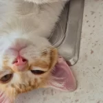 4 Aylık Bal Gözlü Miniğin Ailesi Olur Musunuz