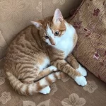 1 Yaşında, Erkek, Sarman Kedi