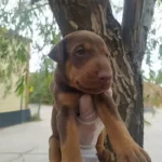 Esteti̇k Güzelleri̇ Safkan A Kalite