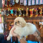 Muhteşem Kaliteli Pekinez Yavruları