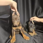 Saf Irk Doberman Kendi Köpeklerim