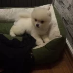 Irk Garantili Pomeranian Boo Yavruları