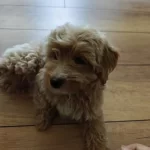 Veteriner Teknikerden Ev Kurabiyeleri Toy Poodle