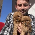 Evinizin Yeni Neşesi Maltipoo Yavrularımız