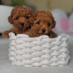 Toy Poodle Yavrularım Yeni Yuvalarını arıyorlar