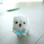 Bardak Boy Mini Kore Maltese Bonny